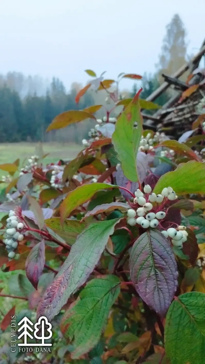Cornus alba    BATON ROUGE = 'Minbat'